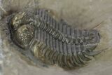 Beautiful Cyphaspides Pankowskiorum Trilobite - Jorf, Morocco #251766-3